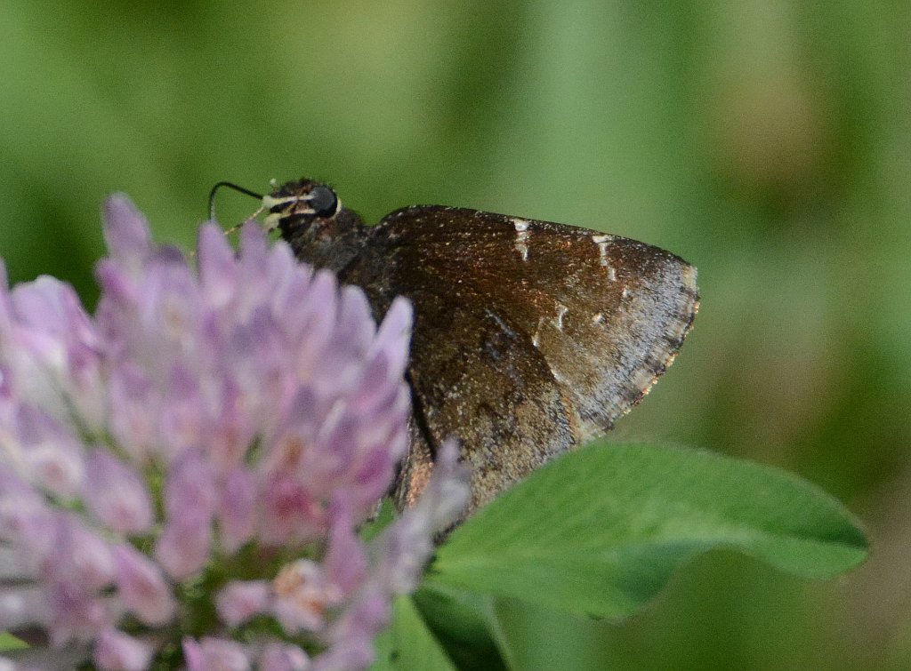 123 2016-06182460 Broad Meadow Brook, MA.JPG - Northern Cloudywing Skipper Butterfly (Thorybes pylades) on Red Clover. Broad Meadow Brook Wildlife Sanctuary, MA, 6-18-2016